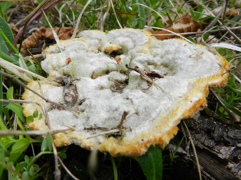 Terzo del 1� maggio